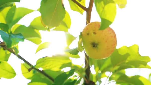 La mano femenina recogiendo manzana del árbol en el soleado día de verano . — Vídeos de Stock