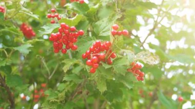 Yaz günlerinde ağaçta sorbus. Sorbus aucuparia.