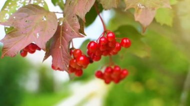 Yaz günlerinde ağaçta sorbus. Sorbus aucuparia.