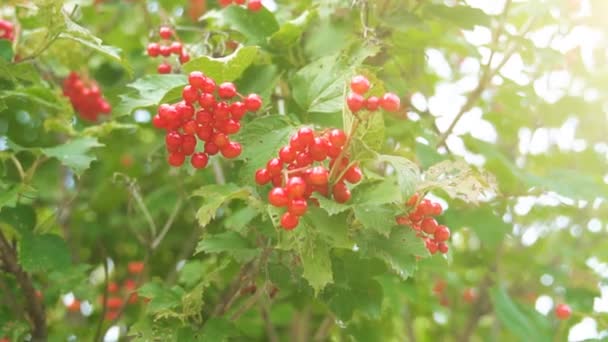 Sorbus op de boom in de zomerdag. Sorbus Lijsterbes. — Stockvideo