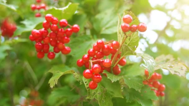 Sorbus on the tree in summer day. Sorbus aucuparia. — Stock Video