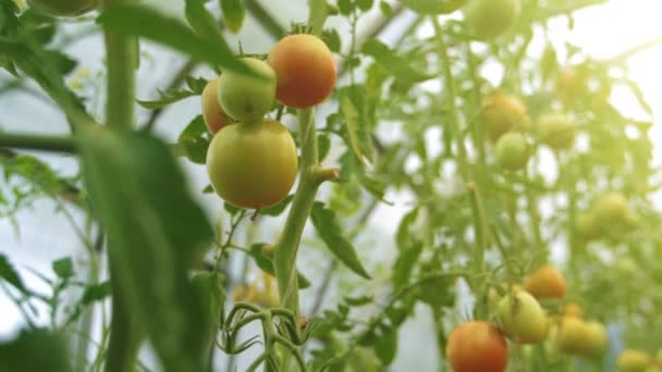 Glazen kas met tomaten. Camera beweegt omhoog. — Stockvideo