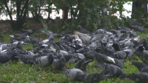Lot of mad pigeons in city park. — Stock Video