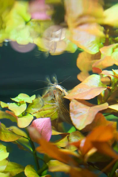 Vista de cerca de los camarones de bambú de agua dulce. Moluccensis por atiopsis . — Foto de Stock