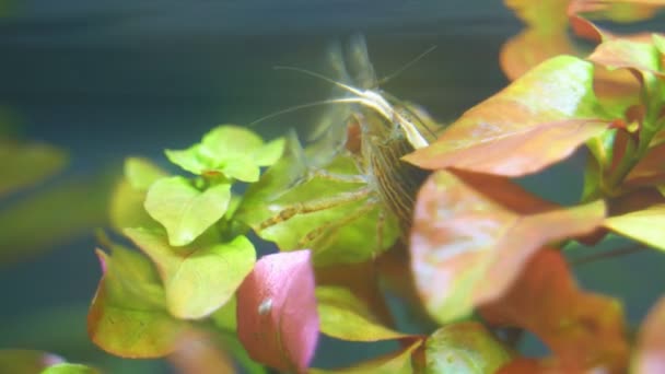 Vista Cerca Los Camarones Bambú Agua Dulce Moluccensis Por Atiopsis — Vídeos de Stock