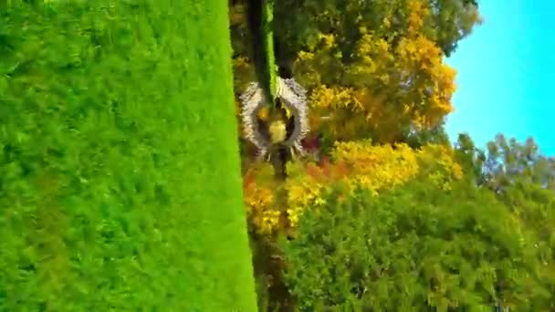 Hermosos Árboles Con Estanque Puente Parque Rotación Cámara — Vídeos de Stock