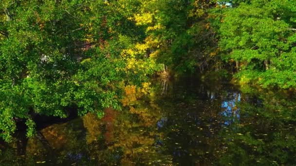 Beautiful Autumn Trees Pond Park — Stock Video