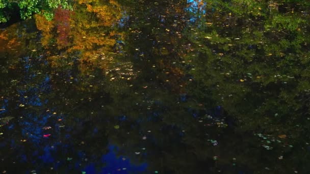美丽的秋天树 公园里有池塘 — 图库视频影像