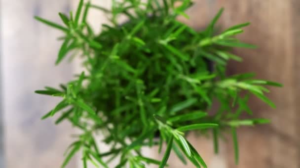 Rosemary Herb Pot Kitchen — Stock Video