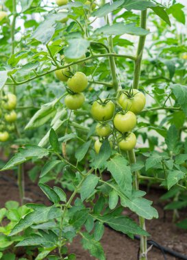 Serada genç domates bitkileri.