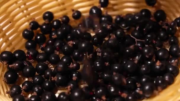 Спелые черные смородины в корзине. — стоковое видео