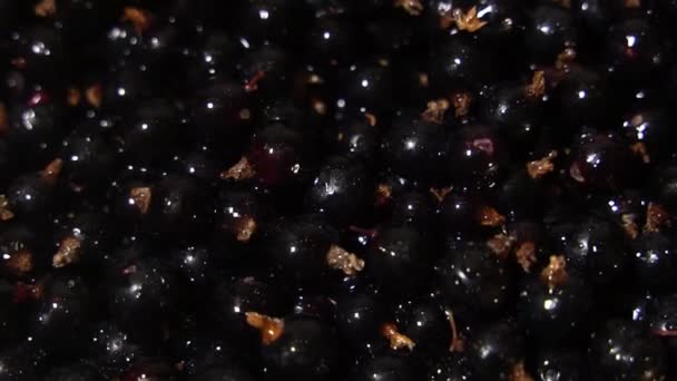 水浴下的一堆堆成熟的黑醋栗 — 图库视频影像