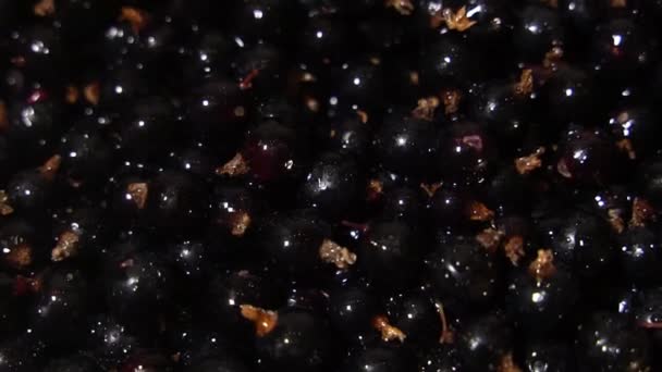 Haufen Reifer Schwarzer Johannisbeeren Unter Der Wasserdusche — Stockvideo