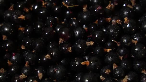 Mucchio Ribes Nero Maturo — Video Stock