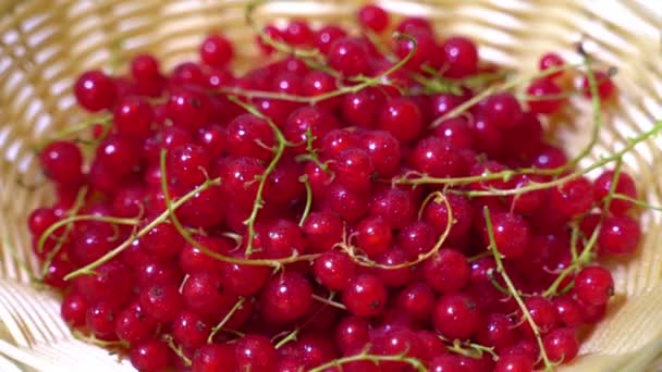 Pile Ripe Red Currants Box — Stock Video