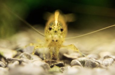 Tatlı Su Amano karidesi Macro shot 'ı. Caridina çoklu dentata.