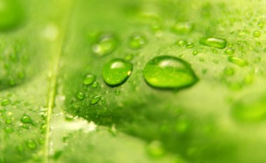 Yeşil yapraklı ve yağmur damlalı makro çekim.