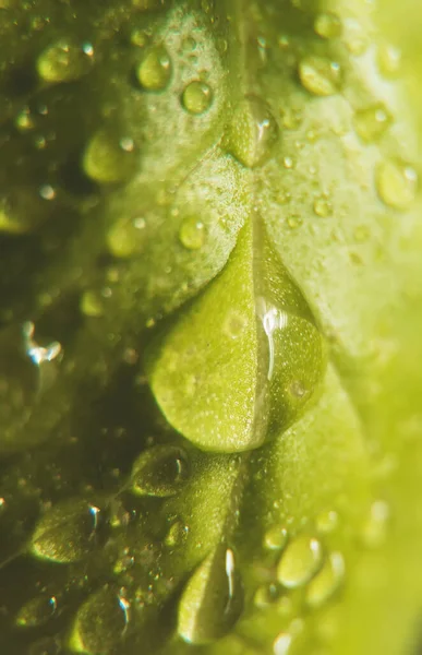 Macro Tiro Folha Verde Com Gotas Chuva — Fotografia de Stock