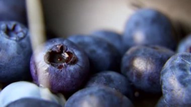 Yabanmersinine süt dökülüyor. Makro çekim.