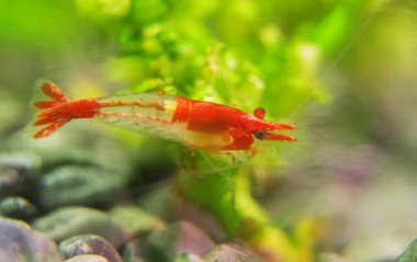 Tatlı su akvaryumunda karides. Neocaridina davidi veya Rili karidesi.