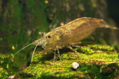 Tatlı Su Amano karidesi Macro shot 'ı. Caridina çoklu dentata.