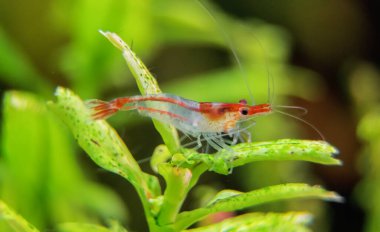 Tatlı su akvaryumunda karides. Neocaridina davidi veya Rili karidesi.