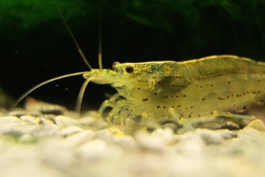 Tatlı Su Amano karidesi Macro shot 'ı. Caridina çoklu dentata.