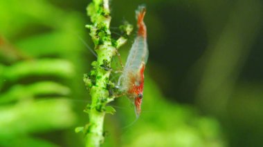 Tatlı su akvaryumunda karides. Neocaridina davidi veya Rili karidesi.