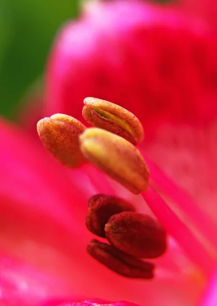 赤い花の雌しべのマクロショット — ストック写真