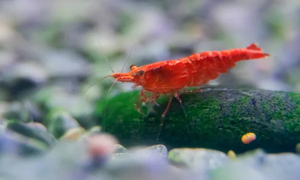 Crevettes Dans Aquarium Eau Douce Crevettes Neocaridina Davidi Rili — Photo