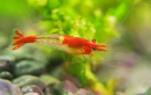 Garnalen Zoetwateraquarium Garnalen Van Soort Neocaridina Davidi Rili — Stockfoto