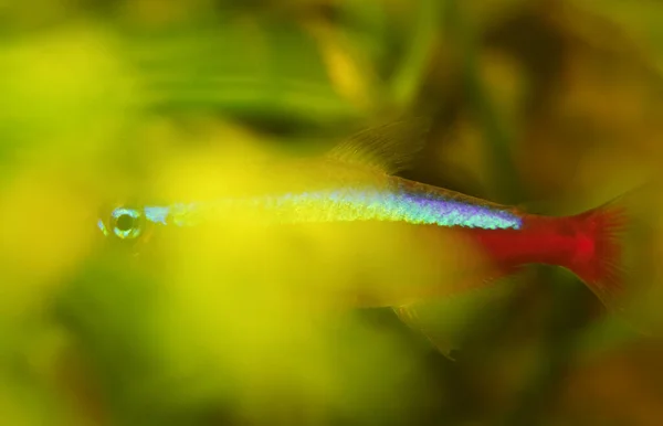 Ψάρια Νέον Κρύβονται Πίσω Από Πράσινο Στο Ενυδρείο — Φωτογραφία Αρχείου