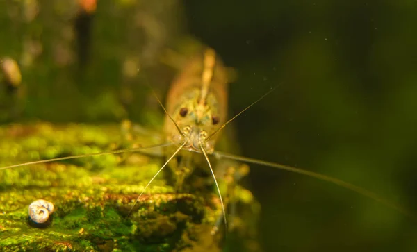 Macro Shot Camarão Água Doce Amano Caridina Multidentata — Fotografia de Stock