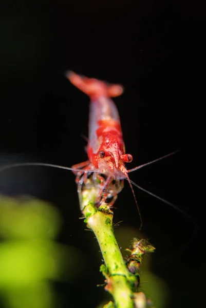 Crevettes Dans Aquarium Eau Douce Crevettes Neocaridina Davidi Rili — Photo