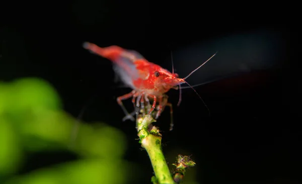 Camarão Aquário Água Doce Camarão Neocaridina Davidi Rili — Fotografia de Stock