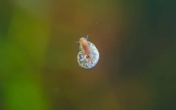 Parasito Caracol Ramshorn Copo Aquário Planorbidae — Fotografia de Stock