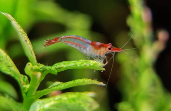 수족관에 새우가 Neocaridina Davidi Rili Shrimp — 스톡 사진