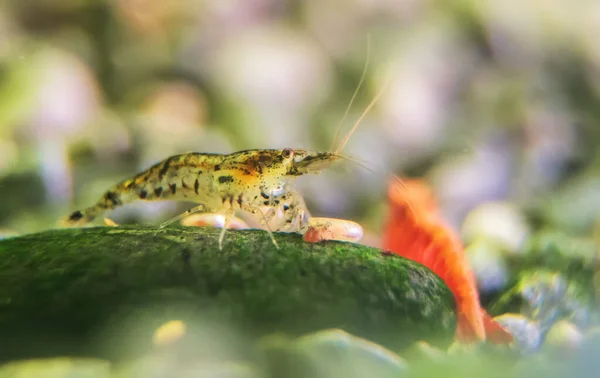 Garnélarák Édesvízi Akváriumban Neocaridina Davidi Vagy Rili Garnélarák — Stock Fotó