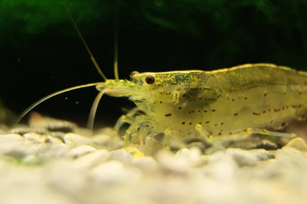 Macro Shot Freshwater Amano Shrimp Caridina Multidentata — Stock Photo, Image