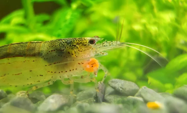 Macro Shot Freshwater Amano Shrimp Eating Caridina Multidentata — Stock Photo, Image