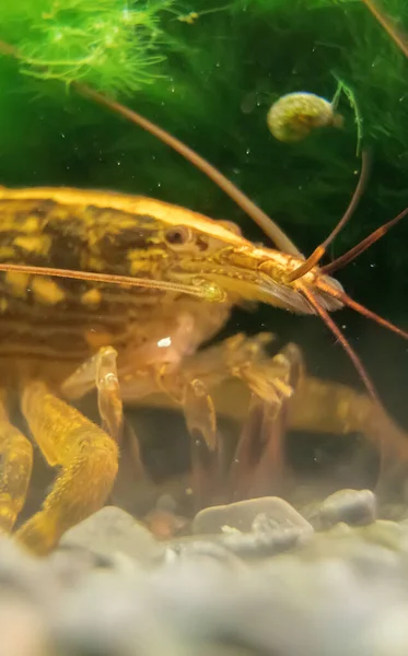 Macro Shot Freshwater Bamboo Shrimp Atyopsis Moluccensis — Stock Photo, Image