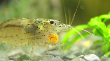 Tatlı su Amano karideslerinin Macro shot 'ı. Caridina çoklu dentata.