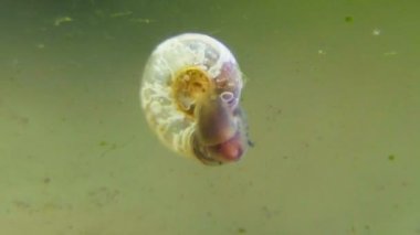 Akvaryumun camındaki Ramshorn salyangoz paraziti. Planorbidae.