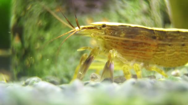 Tatlı Bambu Karidesi Macro Shot Atyopsis Moluccensis — Stok video