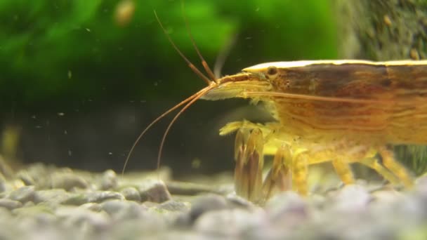 Tatlı Bambu Karidesi Macro Shot Atyopsis Moluccensis — Stok video