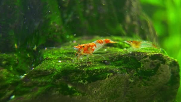 Garnalen Zoetwateraquarium Garnalen Van Soort Neocaridina Davidi Rili — Stockvideo