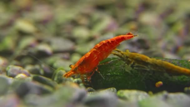 Camarones Acuario Agua Dulce Neocaridina Davidi Camarones Rili — Vídeos de Stock