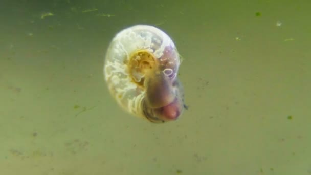 Ramshornschneckenparasit Auf Dem Glas Des Aquariums Planierraupen — Stockvideo