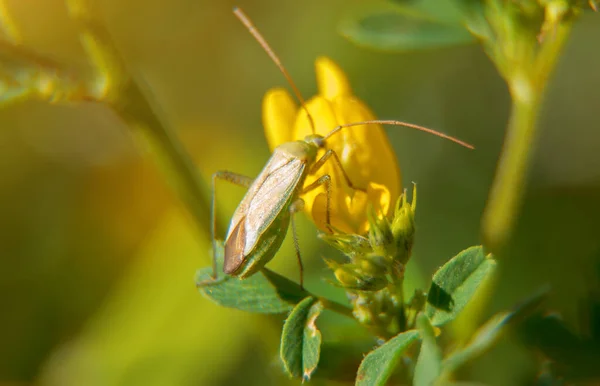 Macro Shot Common Damsel Bug Flower Nabis Rugosus — Photo