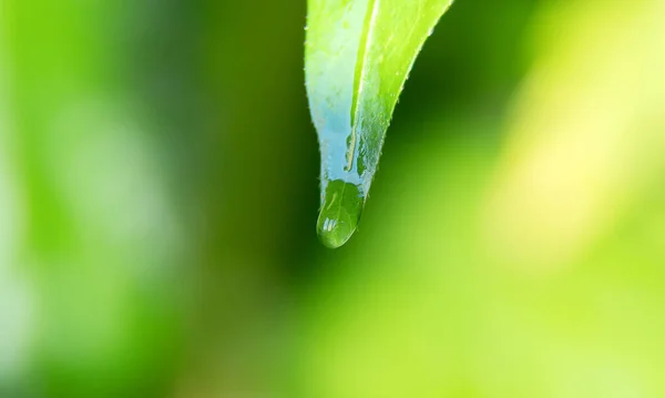 叶子顶端的晨露 — 图库照片